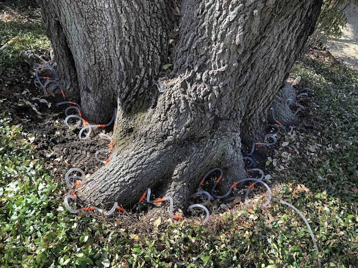 Detailed Tree Cabling and Bracing job site in Mc Call Creek