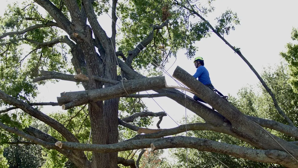 Professional Hazardous Tree Removal performed by certified arborists in Mc Call Creek