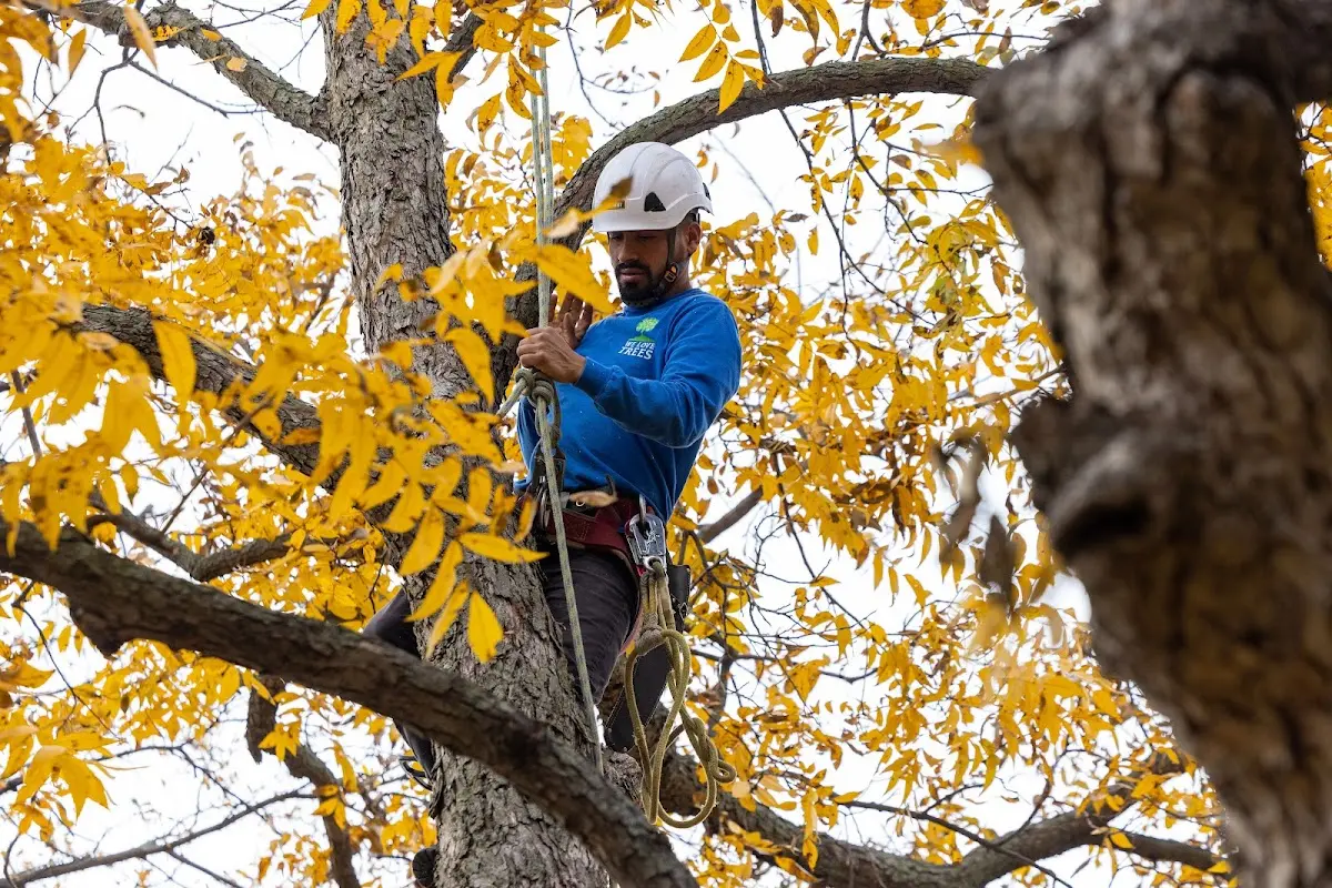 Skilled Storm Damage Cleanup crew working in Mc Call Creek