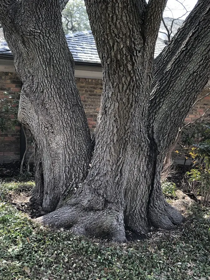 Mature heritage tree close to a Mc Call Creek property cared for by certified arborists